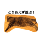 kirari cat（個別スタンプ：8）