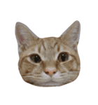 茶トラのレオ(ねこ)（個別スタンプ：1）