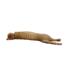 茶トラのレオ(ねこ)（個別スタンプ：2）