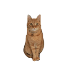 茶トラのレオ(ねこ)（個別スタンプ：3）