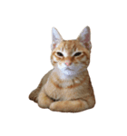 茶トラのレオ(ねこ)（個別スタンプ：4）