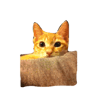 茶トラのレオ(ねこ)（個別スタンプ：5）