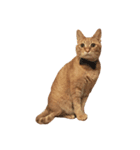 茶トラのレオ(ねこ)（個別スタンプ：6）