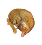 茶トラのレオ(ねこ)（個別スタンプ：8）