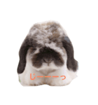 ふわふわ犬うさぎのふぃぐちゃん 2017夏〜1（個別スタンプ：1）
