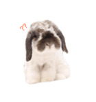 ふわふわ犬うさぎのふぃぐちゃん 2017夏〜1（個別スタンプ：2）