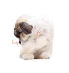 ふわふわ犬うさぎのふぃぐちゃん 2017夏〜1（個別スタンプ：3）