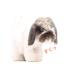 ふわふわ犬うさぎのふぃぐちゃん 2017夏〜1（個別スタンプ：4）