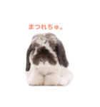 ふわふわ犬うさぎのふぃぐちゃん 2017夏〜1（個別スタンプ：6）