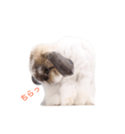 ふわふわ犬うさぎのふぃぐちゃん 2017夏〜1（個別スタンプ：7）