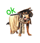Samurai dog masamune（個別スタンプ：1）