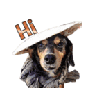 Samurai dog masamune（個別スタンプ：2）