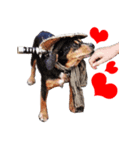 Samurai dog masamune（個別スタンプ：3）