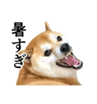 柴犬の写真スタンプ4【夏】（個別スタンプ：2）
