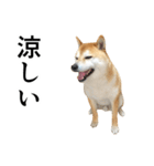 柴犬の写真スタンプ4【夏】（個別スタンプ：9）