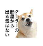 柴犬の写真スタンプ4【夏】（個別スタンプ：10）