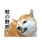 柴犬の写真スタンプ4【夏】（個別スタンプ：11）