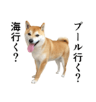 柴犬の写真スタンプ4【夏】（個別スタンプ：13）