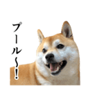 柴犬の写真スタンプ4【夏】（個別スタンプ：15）