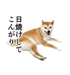 柴犬の写真スタンプ4【夏】（個別スタンプ：16）
