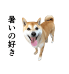 柴犬の写真スタンプ4【夏】（個別スタンプ：17）