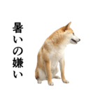 柴犬の写真スタンプ4【夏】（個別スタンプ：18）