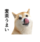 柴犬の写真スタンプ4【夏】（個別スタンプ：21）