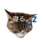 まるはた。（個別スタンプ：2）