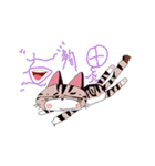 pipi cat（個別スタンプ：3）