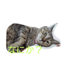 ティトゥーと弟妹（個別スタンプ：5）