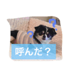 オレオくんの日常で使えるスタンプ（個別スタンプ：13）