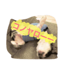 オレオくんの日常で使えるスタンプ（個別スタンプ：16）