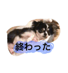 オレオくんの日常で使えるスタンプ（個別スタンプ：20）