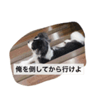 オレオくんの日常で使えるスタンプ（個別スタンプ：23）