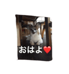 あい ❤︎ ぱぴよん ❤︎ かぞく（個別スタンプ：1）