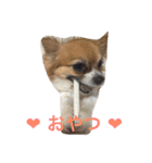 あい ❤︎ ぱぴよん ❤︎ かぞく（個別スタンプ：7）