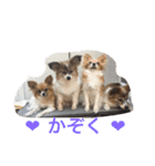 あい ❤︎ ぱぴよん ❤︎ かぞく（個別スタンプ：8）