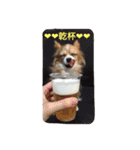 あい ❤︎ ぱぴよん ❤︎ かぞく（個別スタンプ：9）