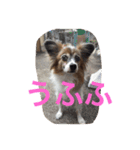 あい ❤︎ ぱぴよん ❤︎ かぞく（個別スタンプ：11）