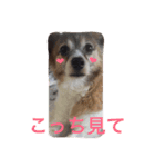 あい ❤︎ ぱぴよん ❤︎ かぞく（個別スタンプ：12）