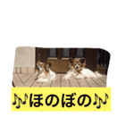 あい ❤︎ ぱぴよん ❤︎ かぞく（個別スタンプ：14）