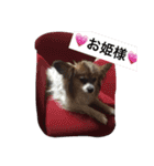 あい ❤︎ ぱぴよん ❤︎ かぞく（個別スタンプ：15）