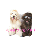 しあわせで〜すたんぷぅ（個別スタンプ：8）