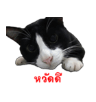 Black (Thai Temple Shorthair)（個別スタンプ：1）