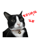 Black (Thai Temple Shorthair)（個別スタンプ：2）
