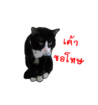 Black (Thai Temple Shorthair)（個別スタンプ：3）