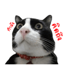 Black (Thai Temple Shorthair)（個別スタンプ：4）