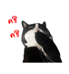 Black (Thai Temple Shorthair)（個別スタンプ：5）