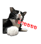 Black (Thai Temple Shorthair)（個別スタンプ：7）