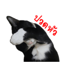 Black (Thai Temple Shorthair)（個別スタンプ：8）